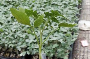 番茄砧木—砧优系列